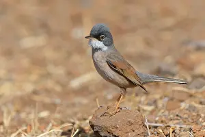 African Wildlife Animals Drucke: Spectacled Warbler