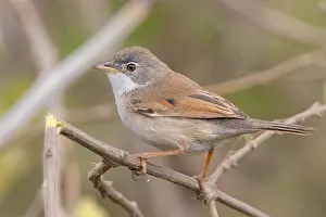 Bird Watching Europe Drucke: Spectacled Warbler