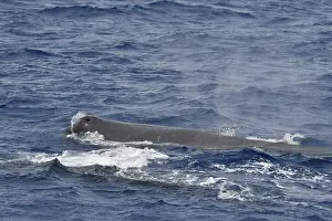 Atlantic Ocean Mammals Drucke: Sperm whale, Physeter macrocephalus