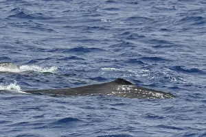 Mammals In Africa Drucke: Sperm whale, Physeter macrocephalus