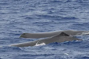 Atlantic Ocean Mammals Drucke: Sperm whale, Physeter macrocephalus