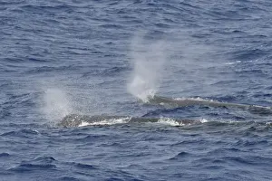 Physeter Macrocephalus Images Drucke: Sperm whale, Physeter macrocephalus