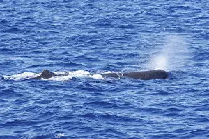 Sperm Whale Drucke: Sperm whale, Physeter macrocephalus