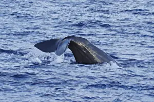 Sperm Whale Drucke: Sperm whale, Physeter macrocephalus