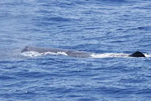 Sperm Whale Drucke: Sperm whale, Physeter macrocephalus
