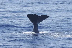 Sperm Whale Drucke: Sperm whale, Physeter macrocephalus