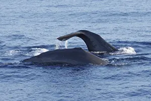 Sperm Whale Drucke: Sperm whale, Physeter macrocephalus