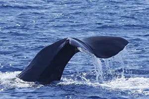 Sperm Whale Drucke: Sperm whale, Physeter macrocephalus