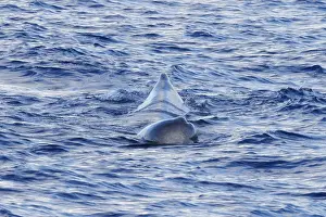 Sperm Whale Drucke: Sperm whale, Physeter macrocephalus