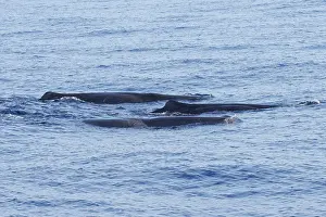 Sperm Whale Drucke: Sperm whale, Physeter macrocephalus