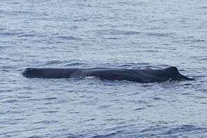 Sperm Whale Drucke: Sperm whale, Physeter macrocephalus