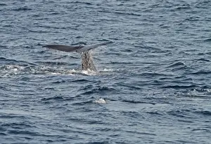 Tropical Sea Creatures Drucke: Sperm Whale, Physeter macrocephalus