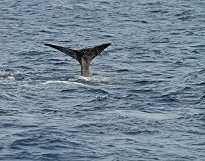Sperm Whale Drucke: Sperm Whale, Physeter macrocephalus