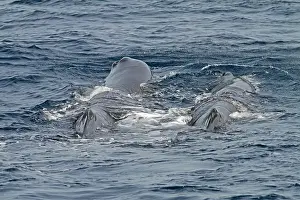 Sperm Whale Drucke: Sperm Whale, Physeter macrocephalus