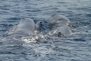 Sperm Whale Drucke: Sperm Whale, Physeter macrocephalus