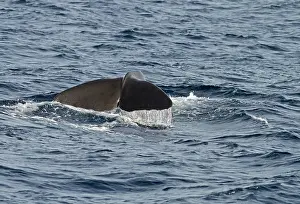 Bilder Datiert 12. Juni 2013: Walroch, Physeter macrocephalus