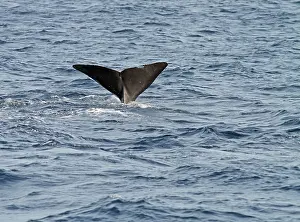Sperm Whale Drucke: Sperm Whale, Physeter macrocephalus