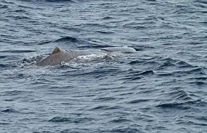 Sperm Whale Drucke: Sperm Whale, Physeter macrocephalus
