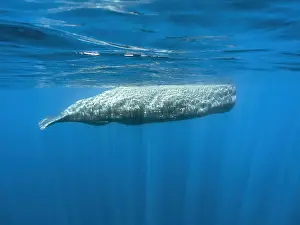 Oktober Drucke: Walroch, Physeter macrocephalus