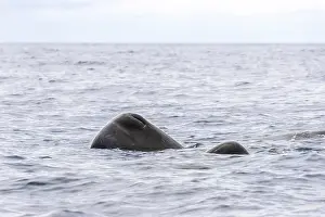 Walroß, Physeter macrocephalus