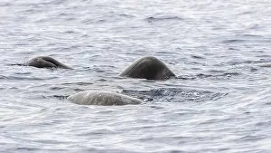 Walhaie, Physeter macrocephalus