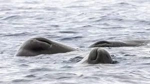 Physeter Macrocephalus Images Drucke: Sperm Whale, Physeter macrocephalus