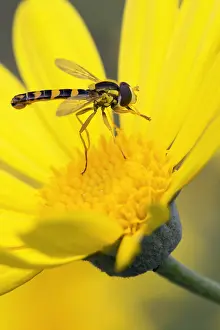 Europe Wildlife Drucke: Sphaerophoria scripta