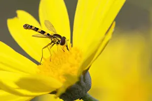 Yellow Flower Macro Photography Drucke: Sphaerophoria scripta
