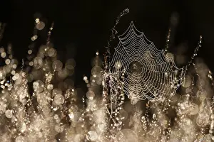 Backlit Spider Web Drucke: Spider web in backlight
