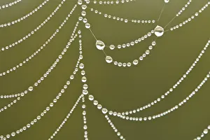 Spider Web Dew Drops Drucke: Spider's web covered in dew