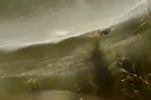 Bilder Datiert 8. September 2014: Spinne, Spinnennetz
