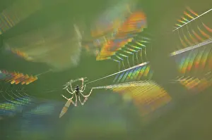 Bilder Datiert 19. Juni 2013: Spinne, Spinnennetz