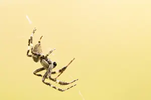 Spinne, Spinnennetz