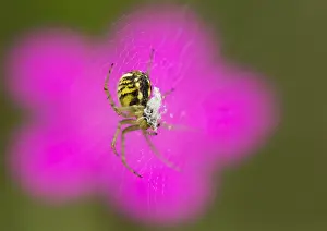 Spin, Spider