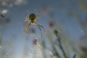 Bilder Datiert 10. August 2011: Spinne, Spinnennetz