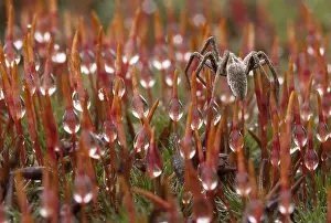 Bilder vom 6. Februar 2013: Spinne, Spinat