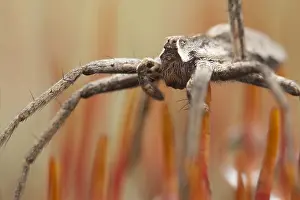 Bilder vom 6. Februar 2013: Spinne, Spinnennetz