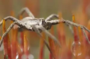 Bilder vom 6. Februar 2013: Spinne, Spinat