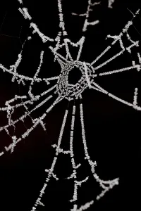 Spinnennetz, Spinne-Web