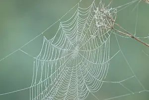 Bilder vom 29. Juli 2008: Spinnennetz, Spinnennetz