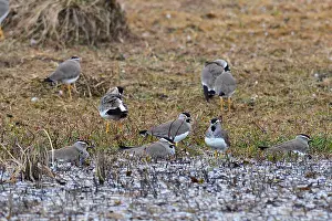 African Wildlife Nature Reserve Drucke: Spot-breasted Plover