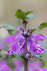 Nature Macro Photography Drucke: Spotted Deadnettle; Lamium maculatum
