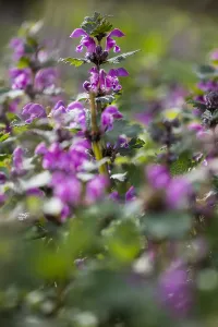 Lamium Maculatum Drucke: Spotted Deadnettle; Lamium maculatum