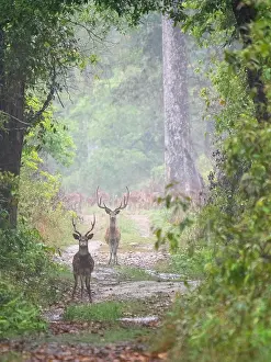 Forest Wildlife Images Drucke: Spotted Deer, Axis axis