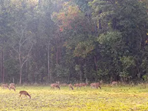 Spotted Deer Drucke: Spotted Deer, Axis axis