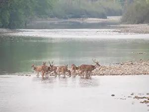 Forest Animal Photography Drucke: Spotted Deer, Axis axis