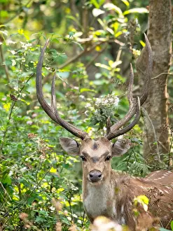 Forest Wildlife Images Drucke: Spotted Deer, Axis axis