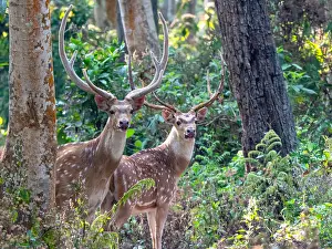 Spotted Deer Drucke: Spotted Deer, Axis axis