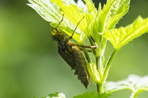European Dragonfly Drucke: Two spotted Dragonfly, Epitheca bimaculata