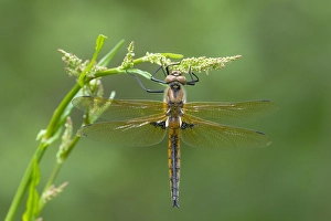 European Dragonfly Drucke: Two spotted Dragonfly, Epitheca bimaculata